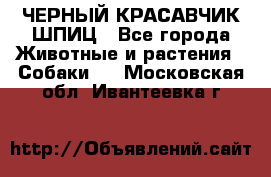 ЧЕРНЫЙ КРАСАВЧИК ШПИЦ - Все города Животные и растения » Собаки   . Московская обл.,Ивантеевка г.